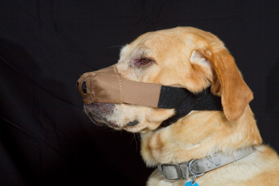 Dog Nose Protector