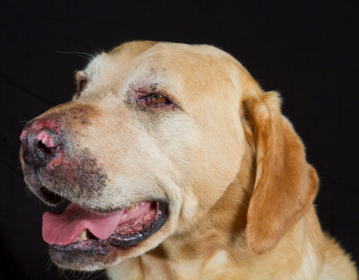 sunburned dog nose