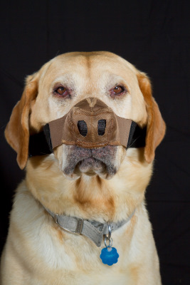 dog nose guard